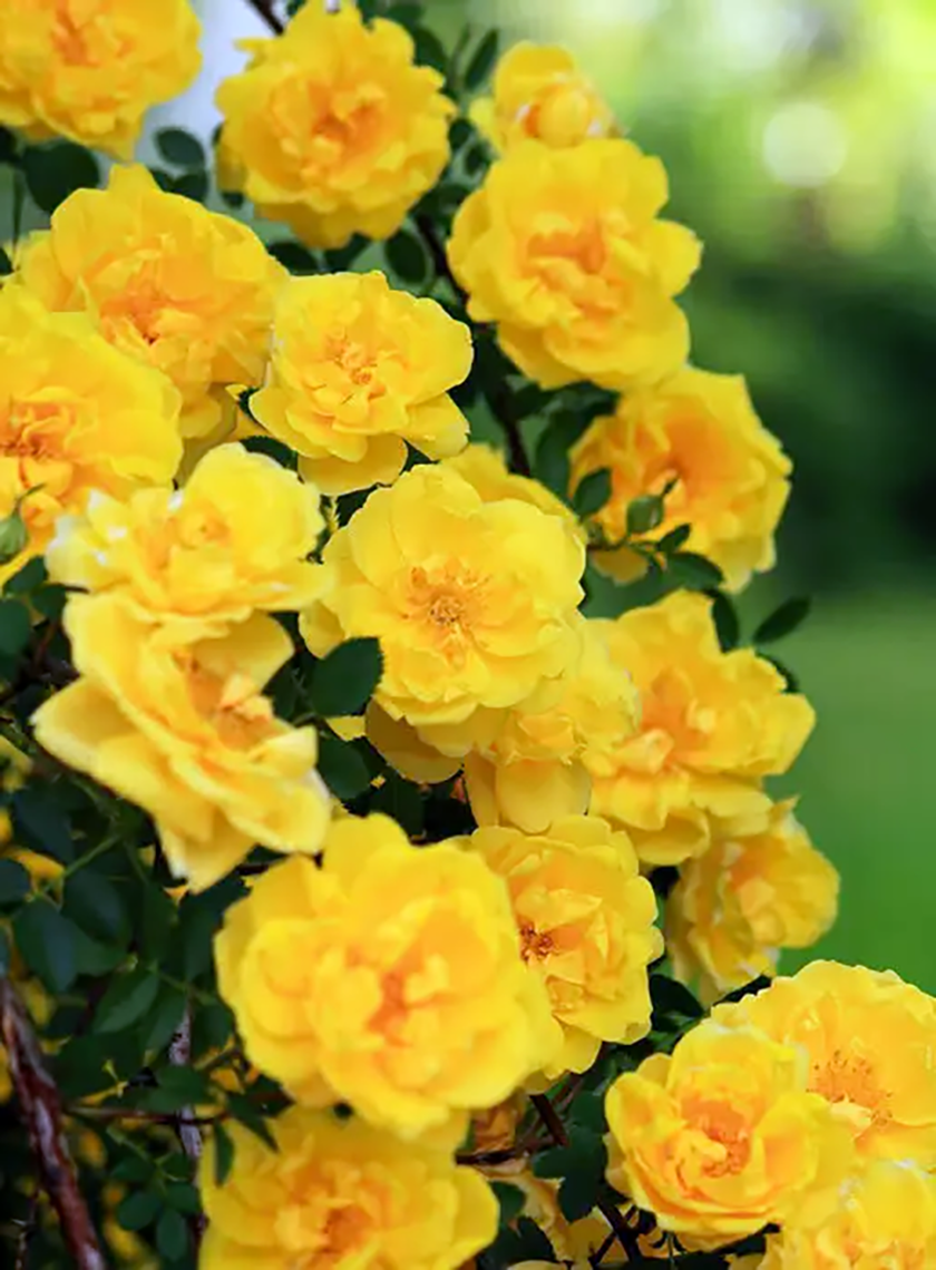 Плетистая роза Голд Бьюти (Gold Beauty)