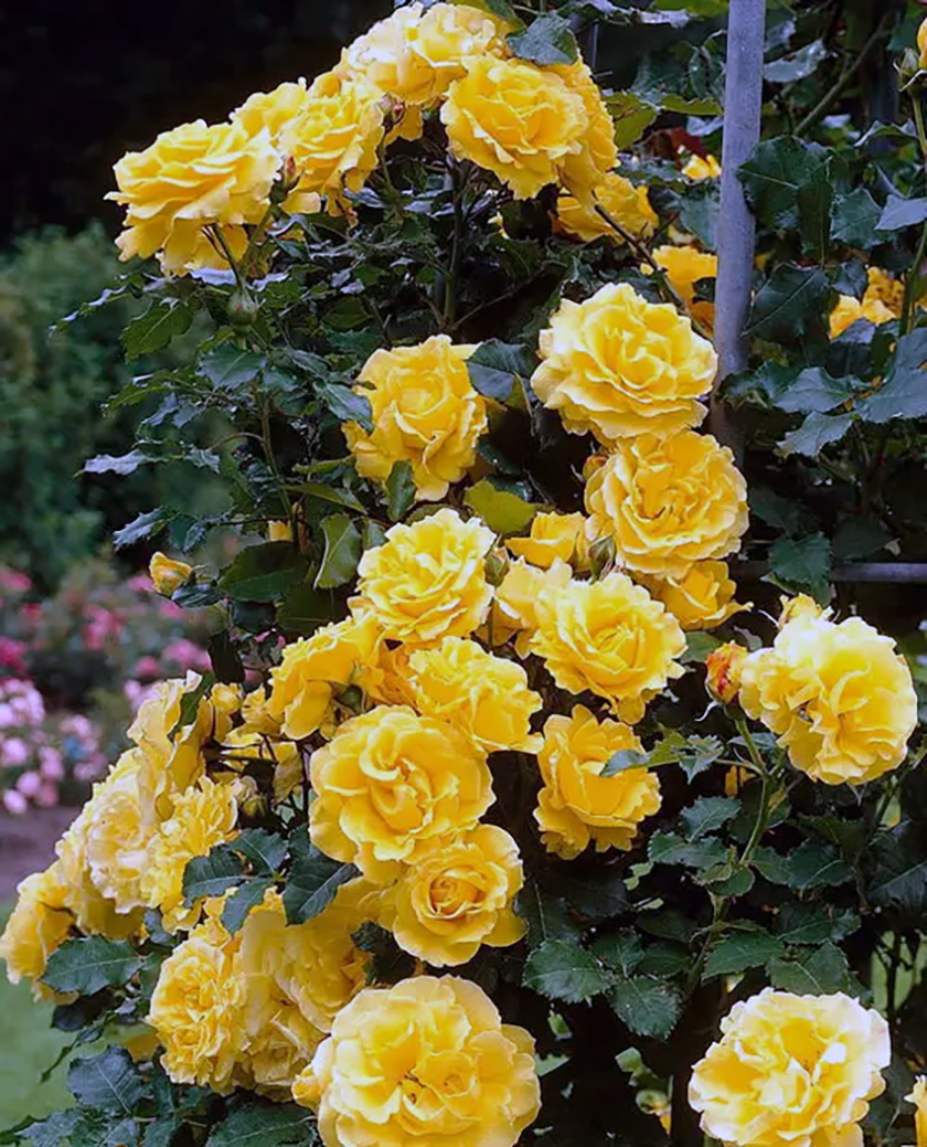 Плетистая роза Голд Бьюти (Gold Beauty)