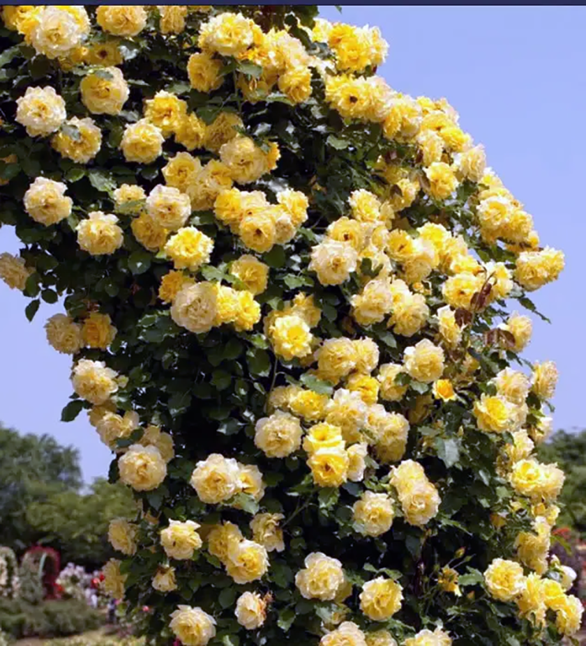 Плетистая роза Голд Бьюти (Gold Beauty)