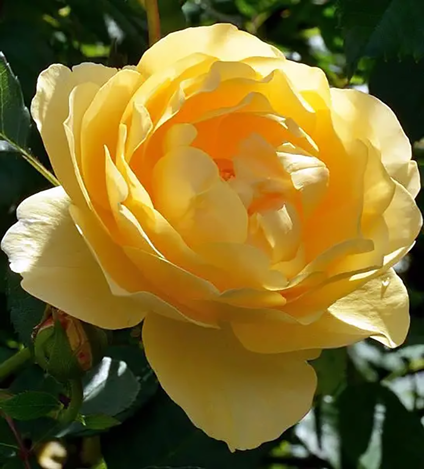 Плетистая роза Голд Бьюти (Gold Beauty)